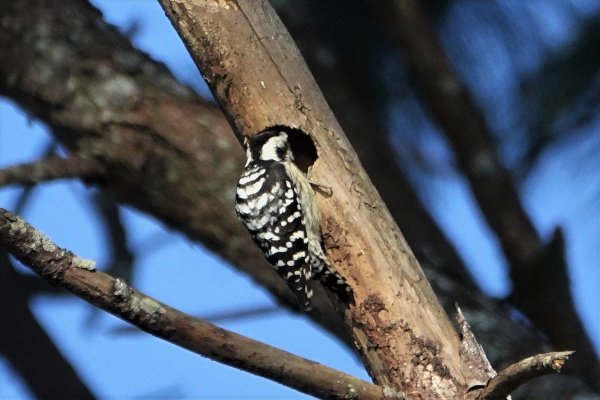 Gray-capped Pygmy Woodpecker - Martin Brookes