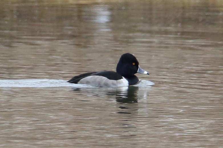 Ring-necked Duck - ML77966981