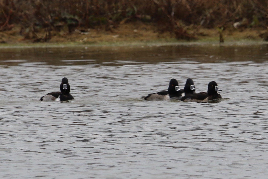 Ring-necked Duck - ML77966991