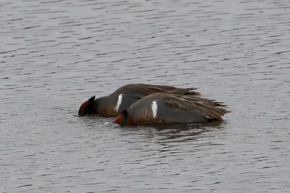 Green-winged Teal - ML77967081