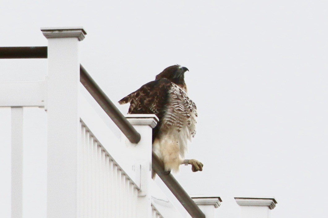 Red-tailed Hawk - ML77967291