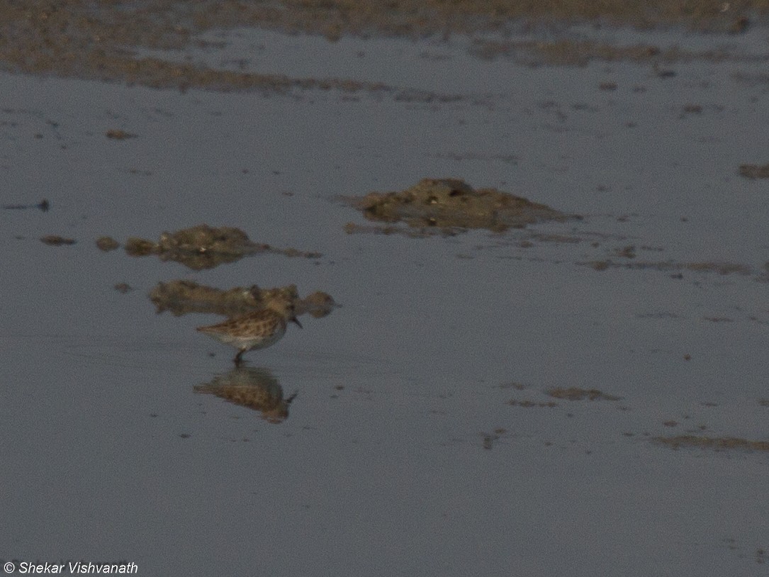 Little Stint - ML77968751