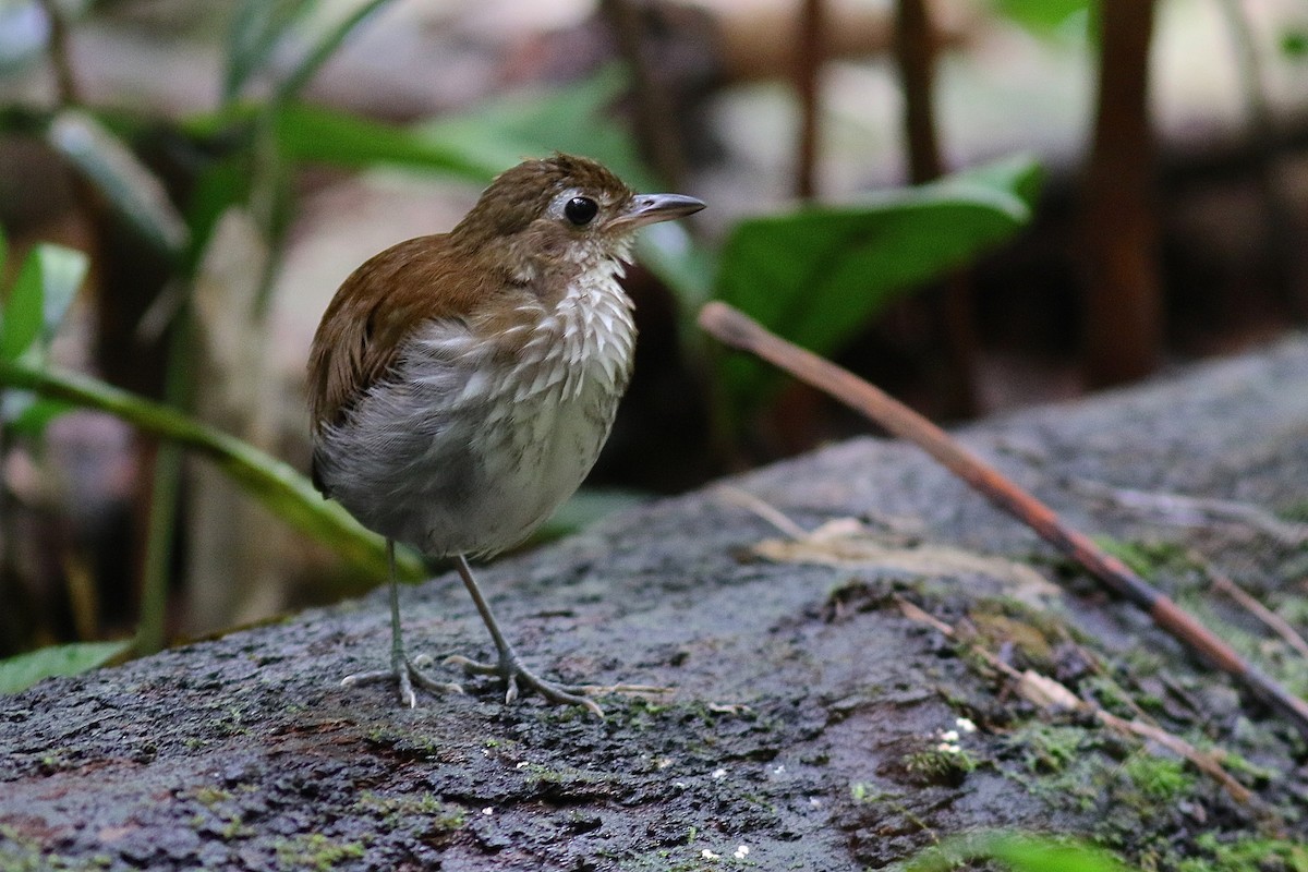 Thrush-like Antpitta - Luiz Matos