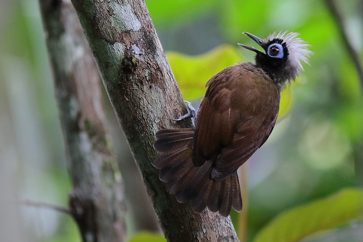 Hairy-crested Antbird - ML77969061