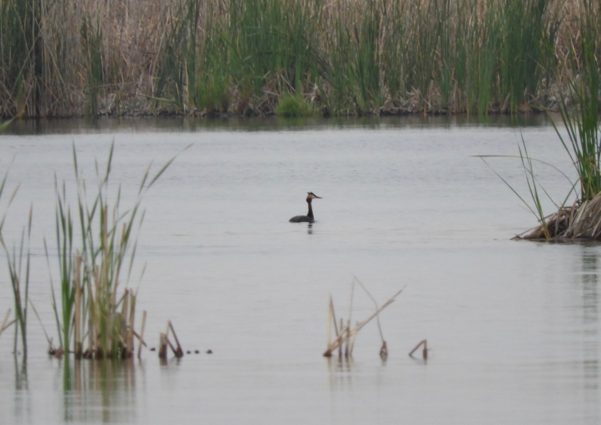 Great Crested Grebe - Anonymous