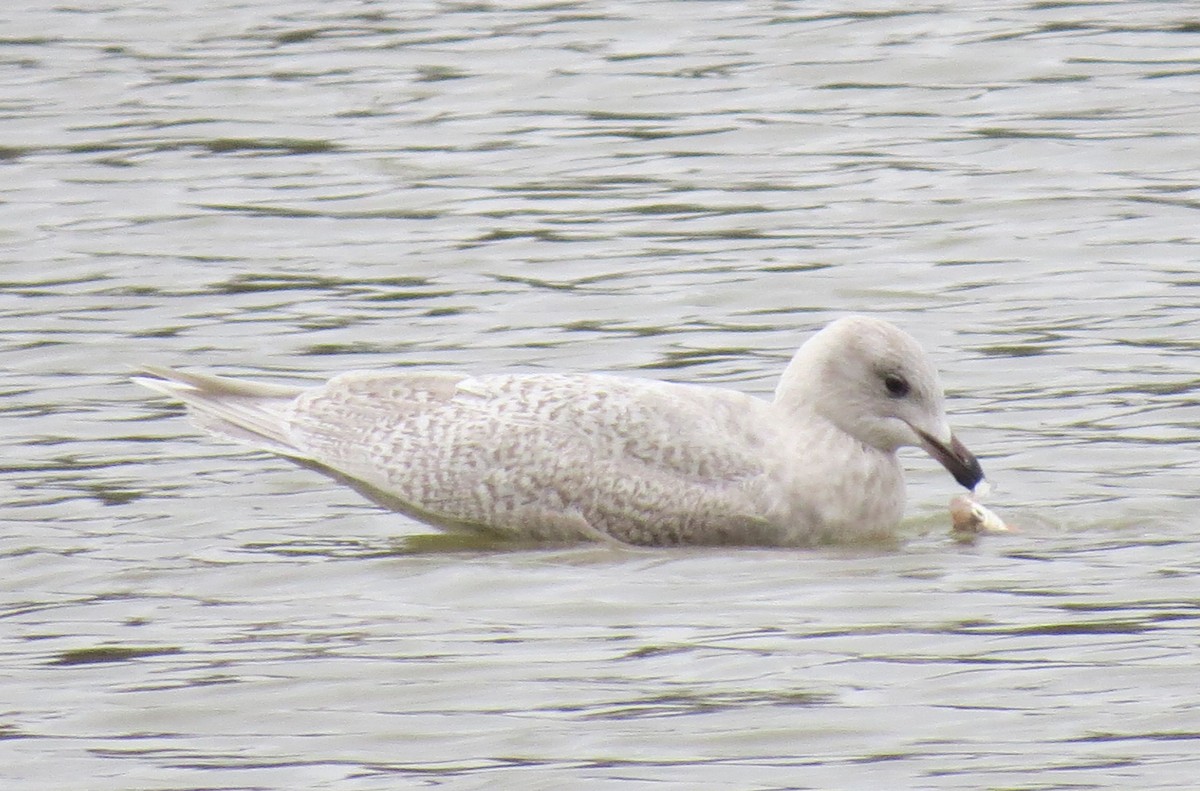 Iceland Gull - Joe Hanfman