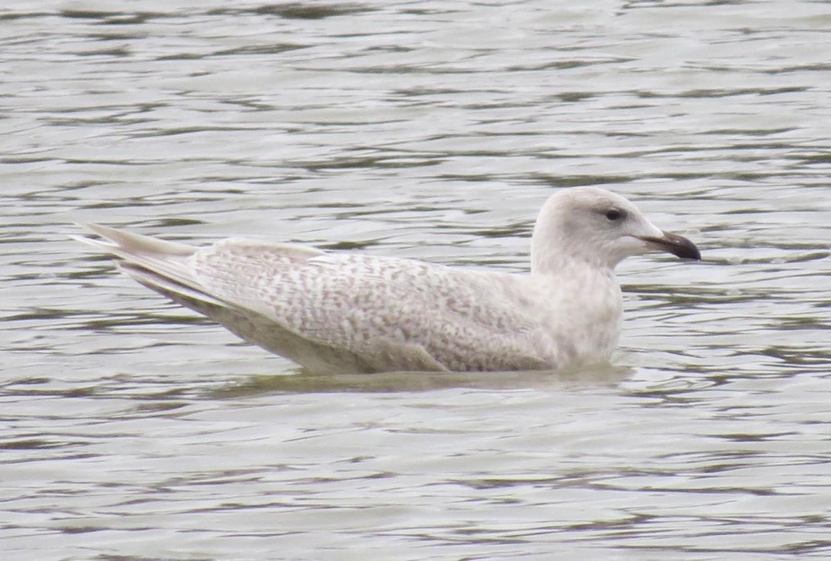 Iceland Gull - Joe Hanfman