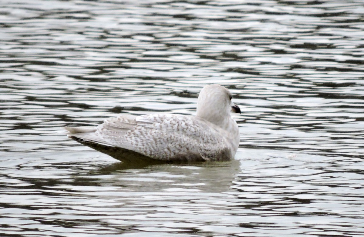 Iceland Gull - Allen Lewis