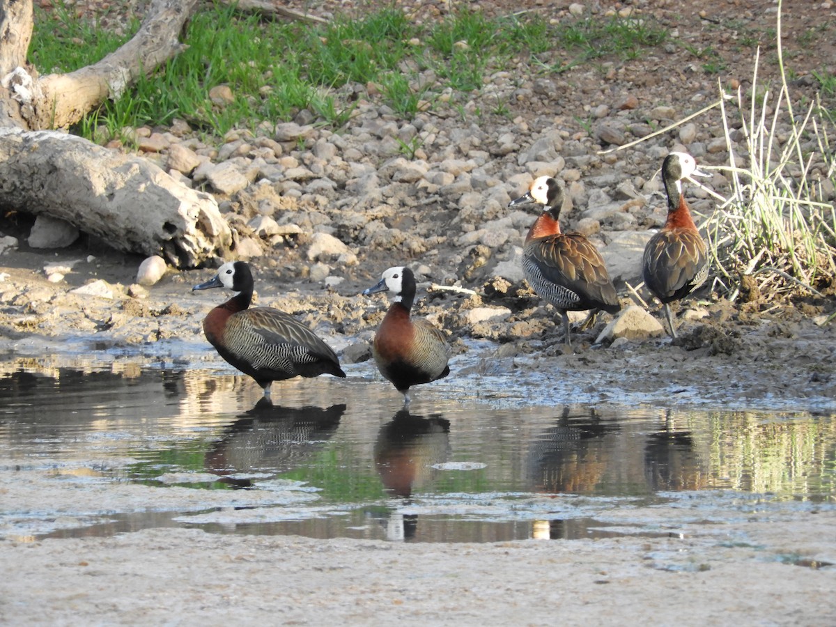White-faced Whistling-Duck - ML77975541