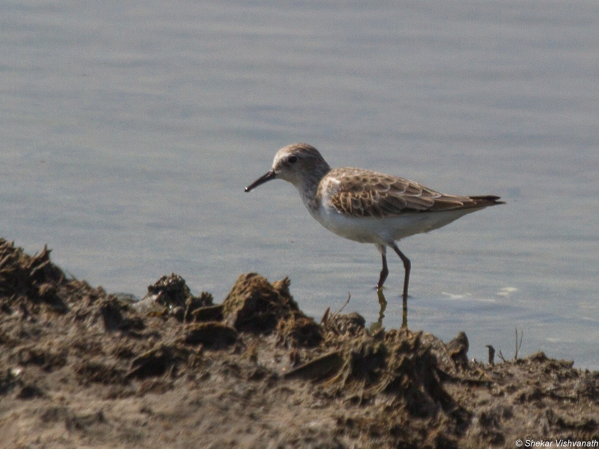 Little Stint - ML77977551