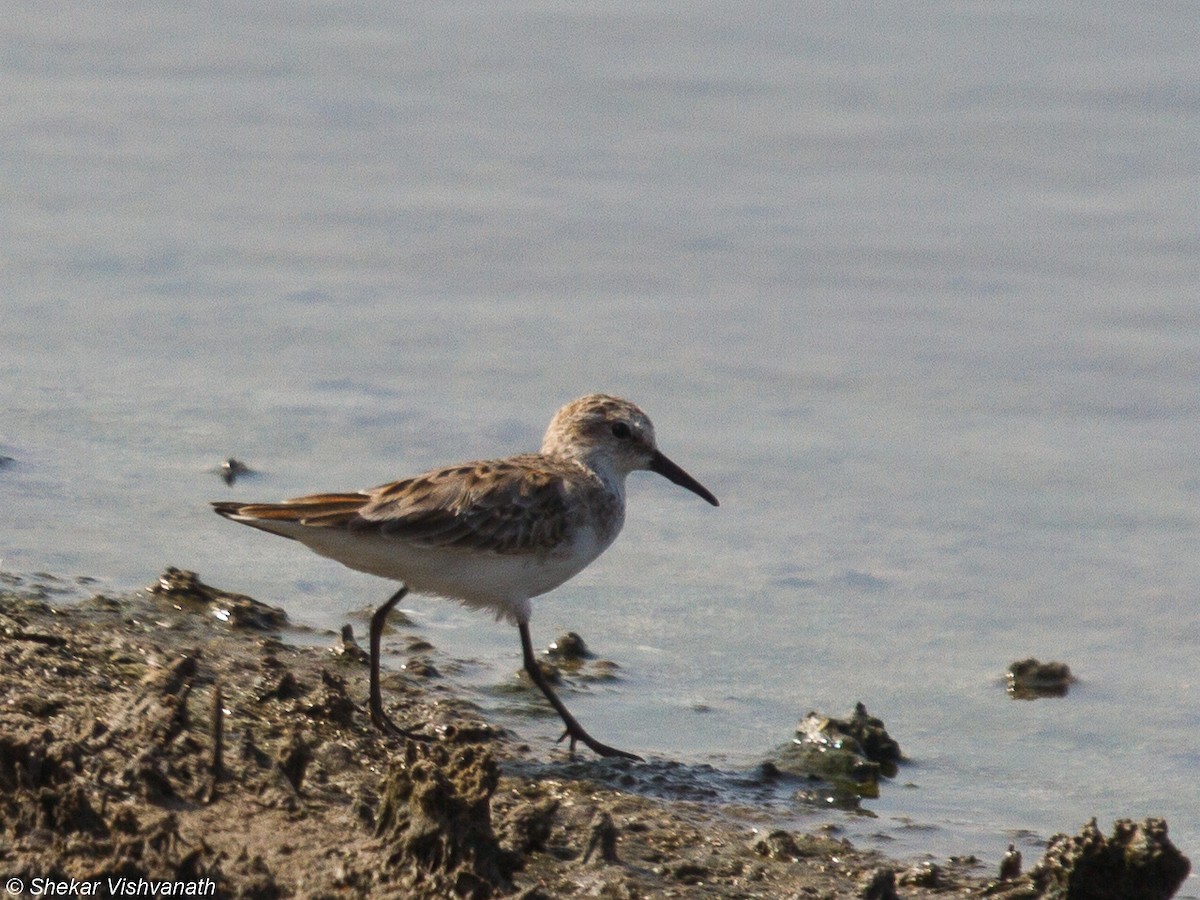 Little Stint - ML77977571