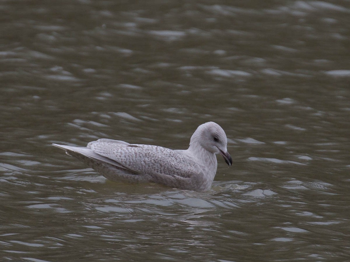 Iceland Gull - Howard Patterson