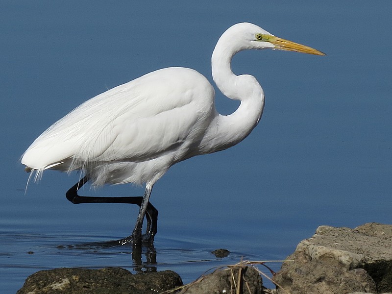 Great Egret - ML77978241