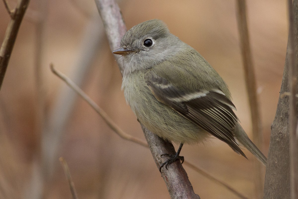 Hammond's Flycatcher - ML77978881
