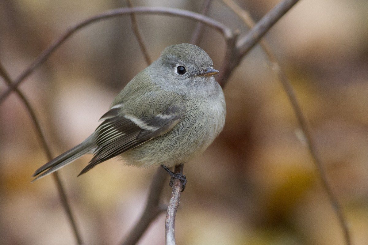 Hammond's Flycatcher - Jacob Drucker