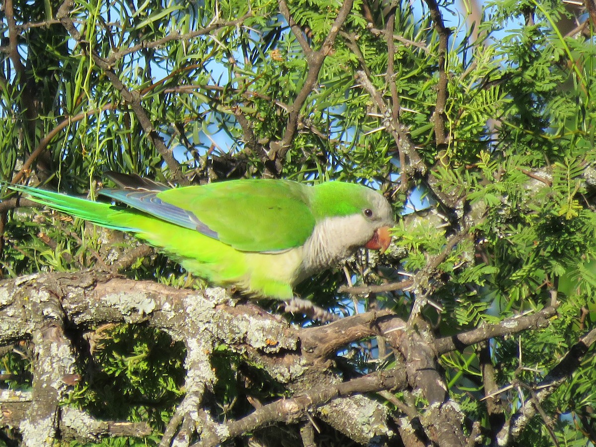 Monk Parakeet - ML77979131