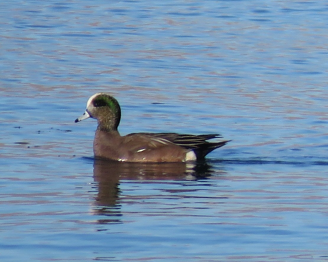 American Wigeon - Glenn Pannier