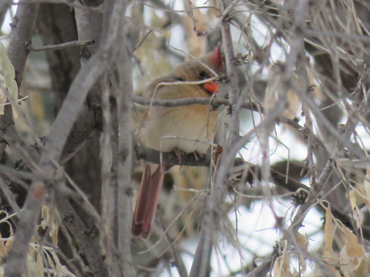 Cardenal Norteño - ML77980391