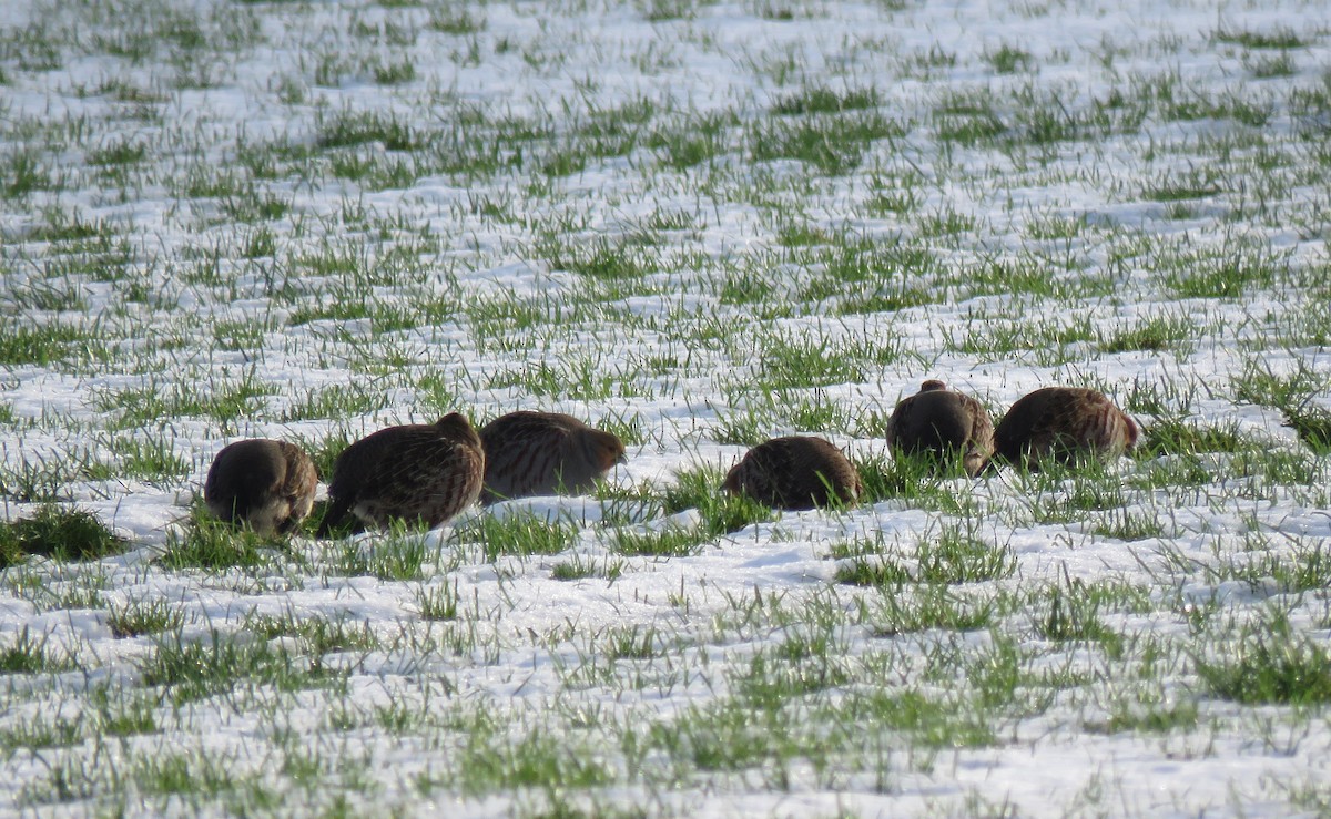 Gray Partridge - ML77981011