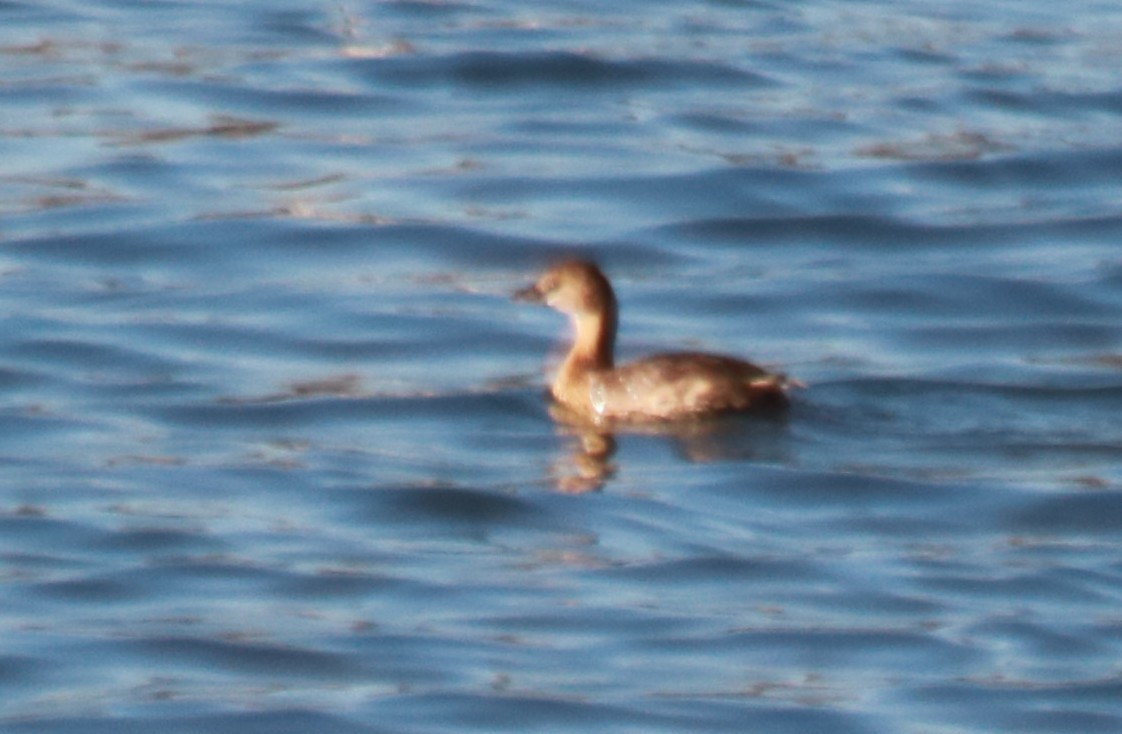 Pied-billed Grebe - ML77983311