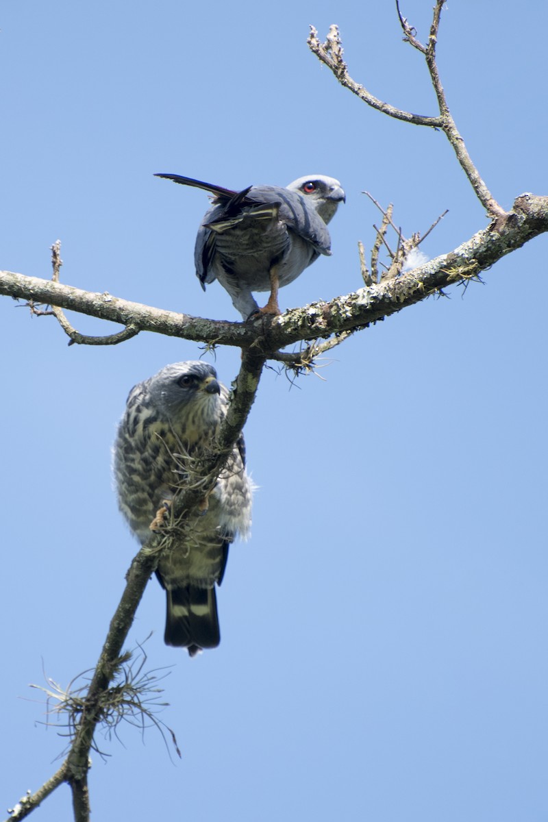 Plumbeous Kite - ML77983991