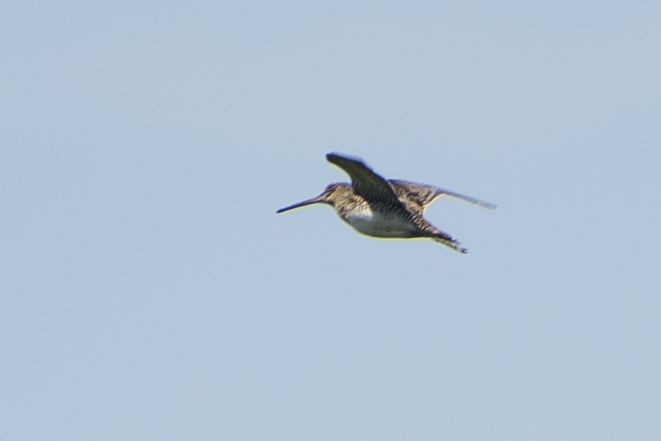 Pantanal Snipe - ML77984121