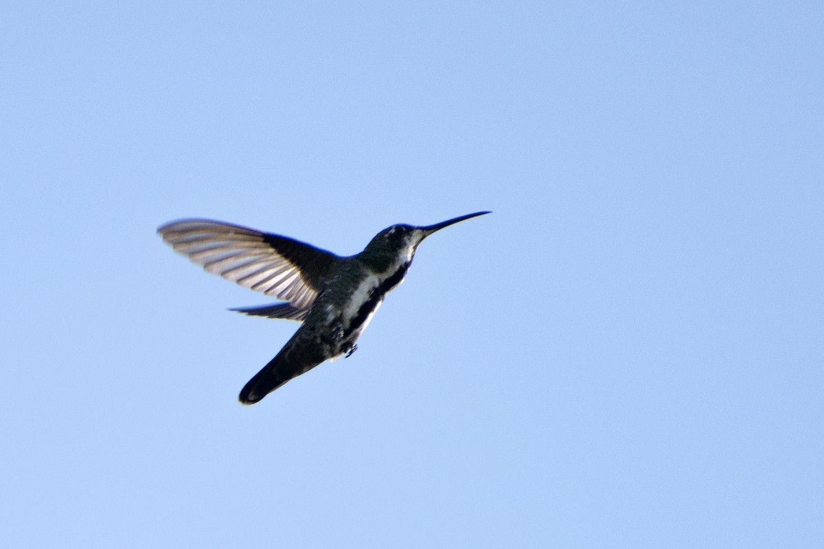 Black-throated Mango - ML77984251