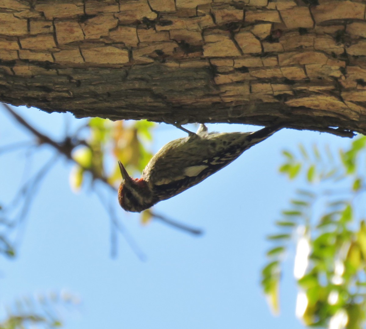 Yellow-bellied Sapsucker - ML77985161