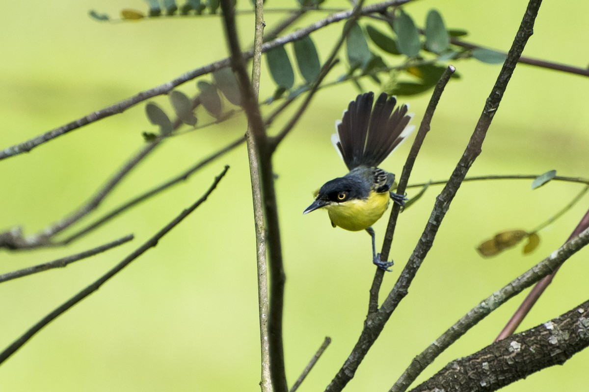 Common Tody-Flycatcher - ML77985171