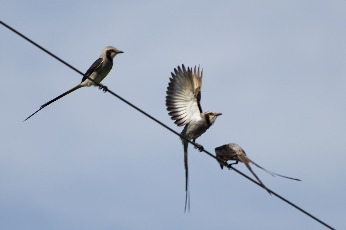 Streamer-tailed Tyrant - ML77985231