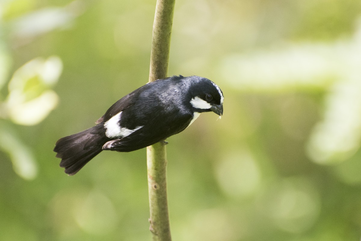 Lined Seedeater - Luiz Carlos Ramassotti