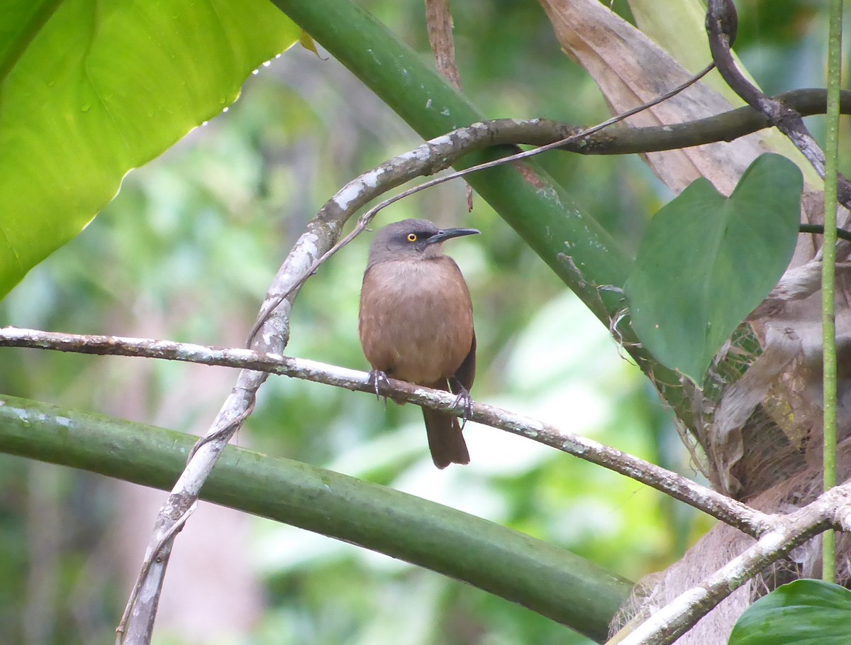 Brown Trembler - ML77985981