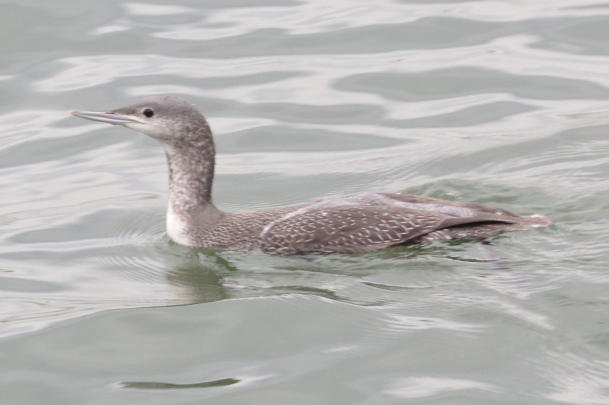 Red-throated Loon - ML77987241