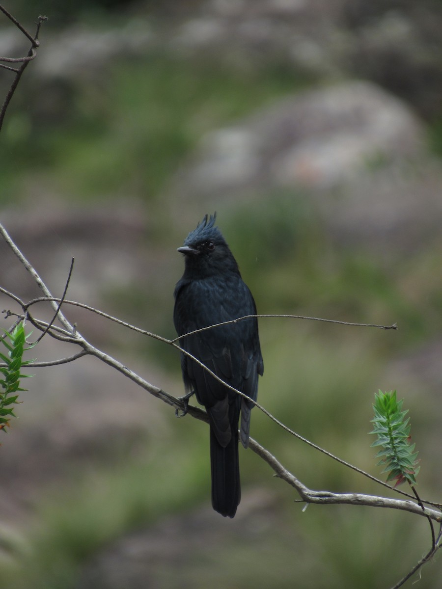 Crested Black-Tyrant - André  Menini