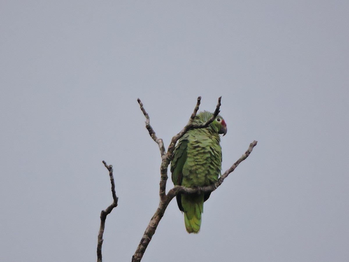 Red-lored Parrot - ML77992041