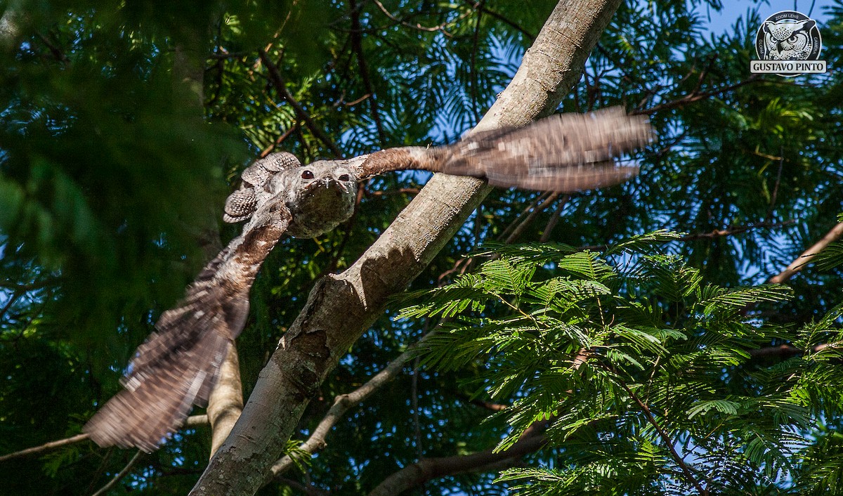 Great Potoo - ML77992921