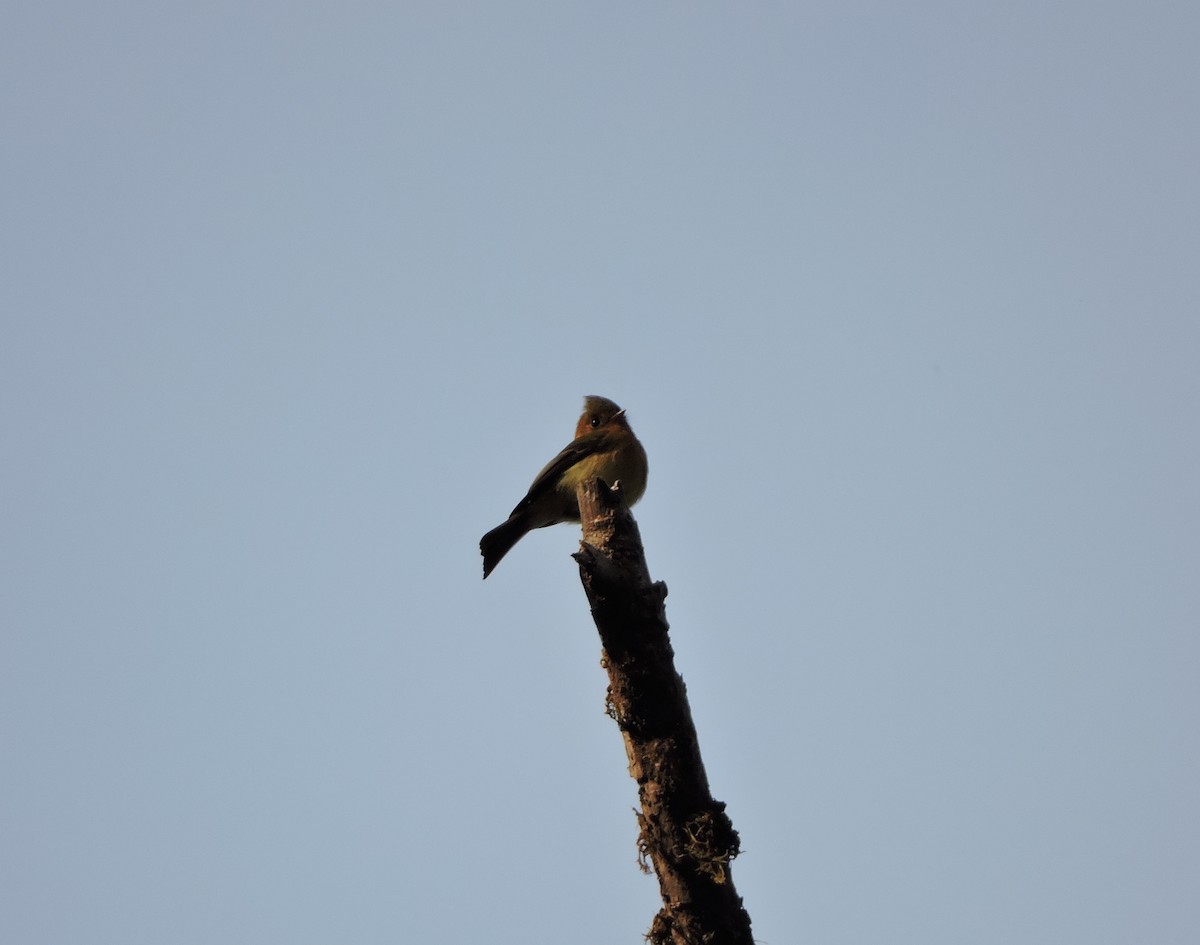 Tufted Flycatcher - ML77993171