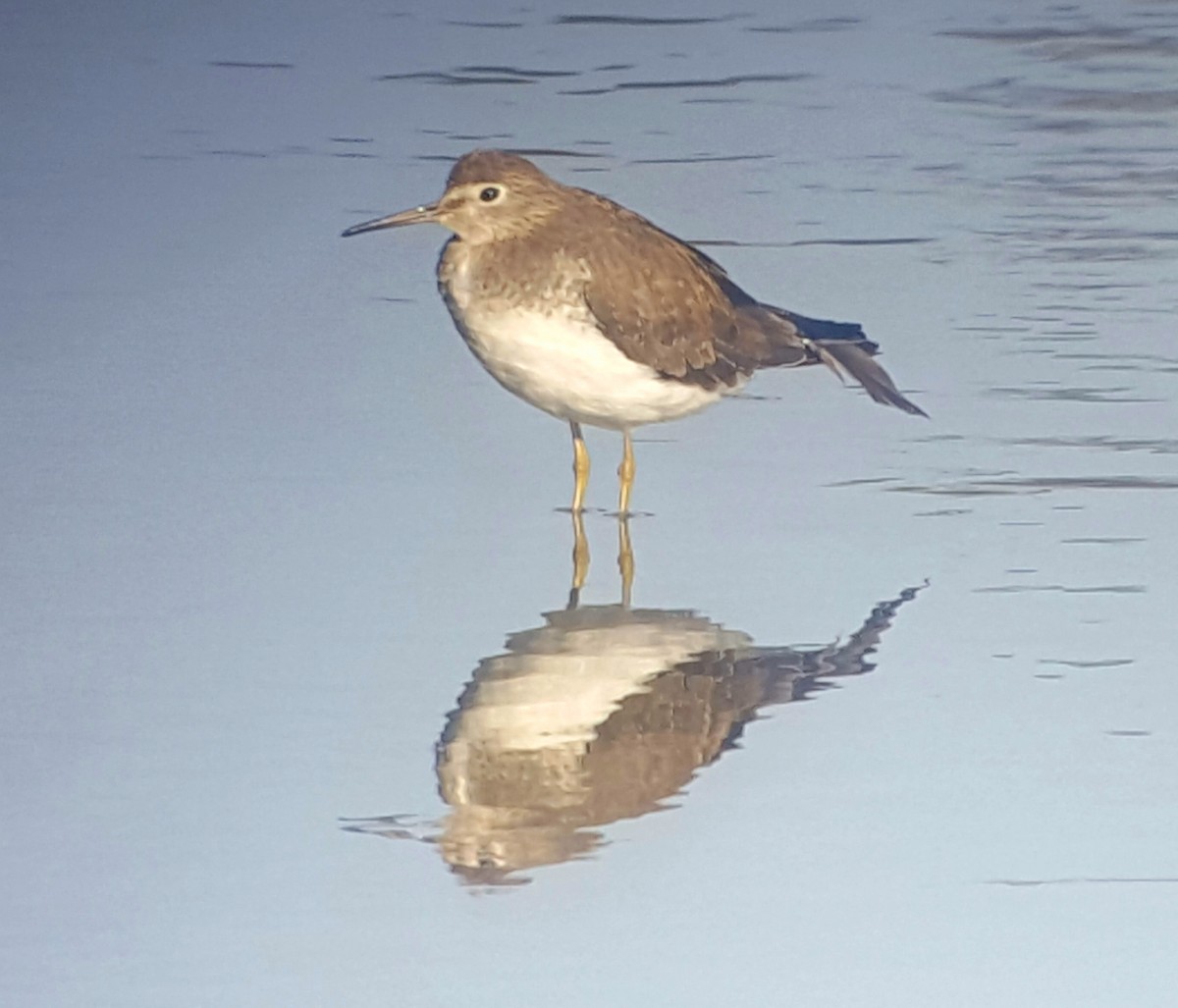 Solitary Sandpiper - ML77993231