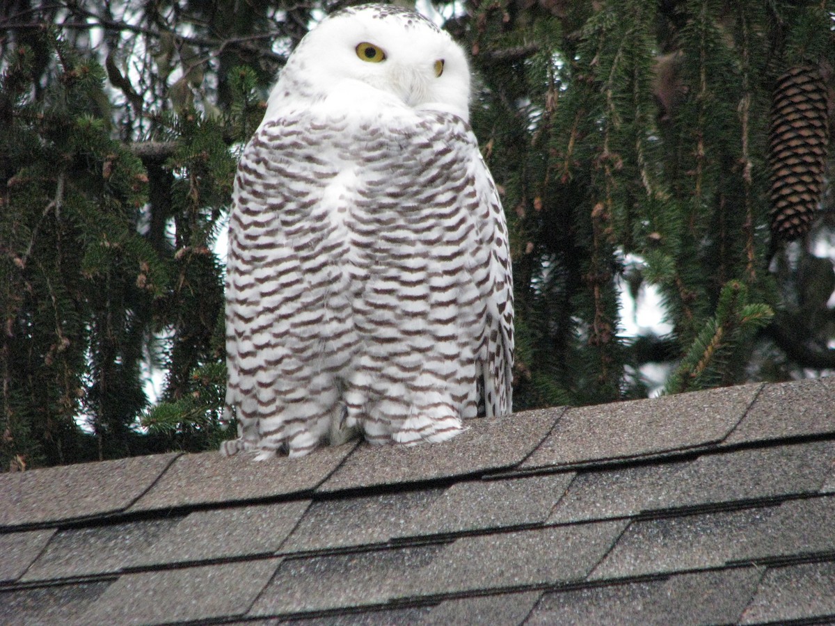 Snowy Owl - ML77993351