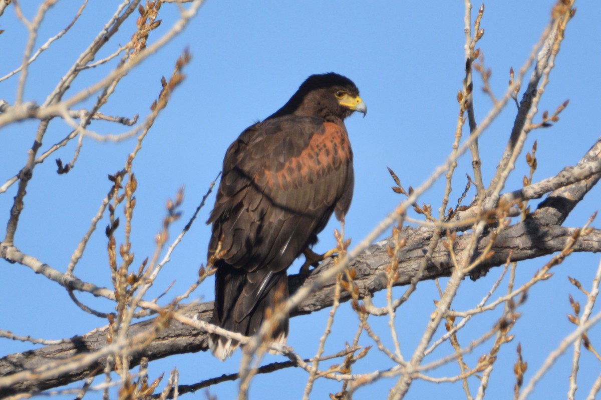 Harris's Hawk - ML77993921