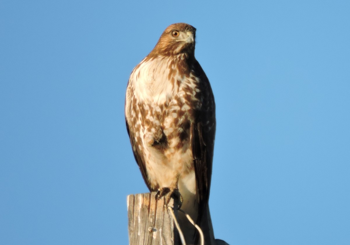 Red-tailed Hawk - ML77994361