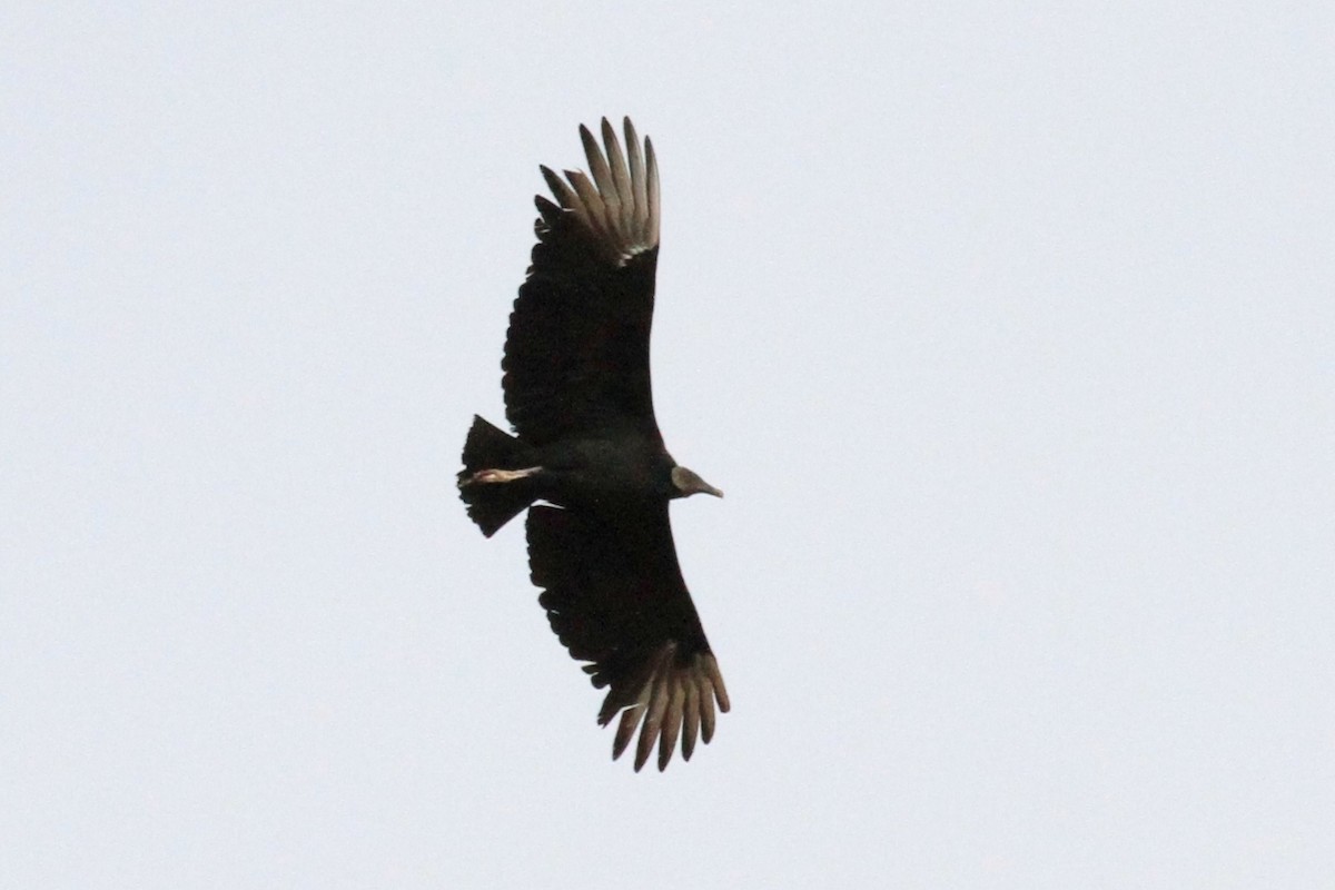 Black Vulture - ML77996211