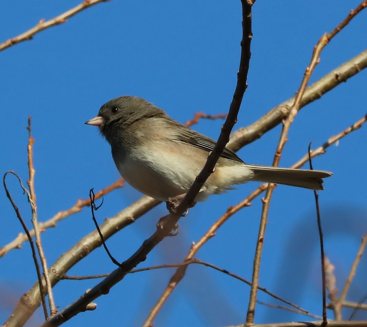 Junco Ojioscuro - ML77996821