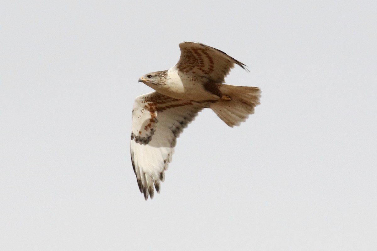 Ferruginous Hawk - ML77997191