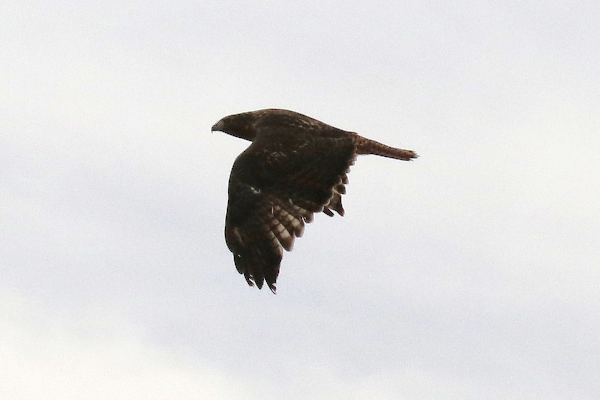 Red-tailed Hawk (Harlan's) - ML77997441