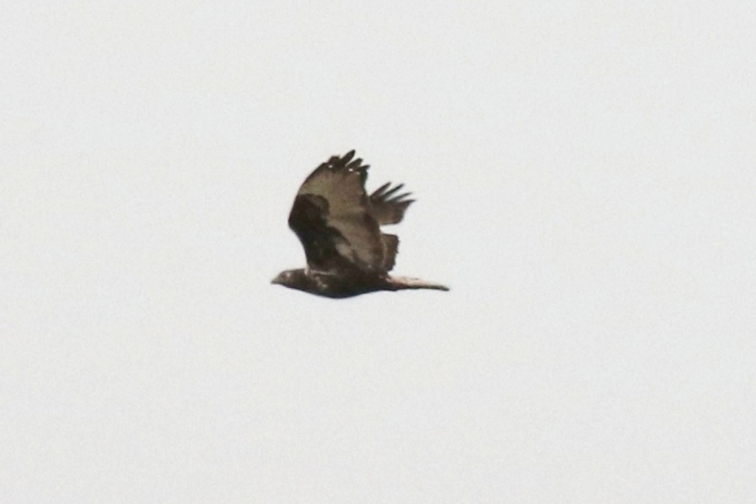 Red-tailed Hawk (Harlan's) - ML77997471