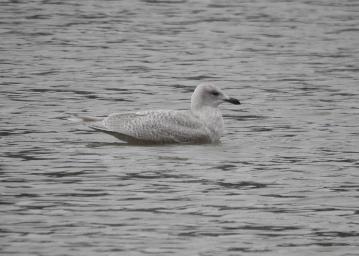 Iceland Gull - Kurt Schwarz