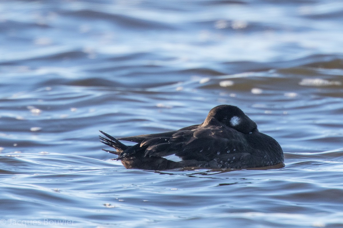 White-winged Scoter - ML77997581