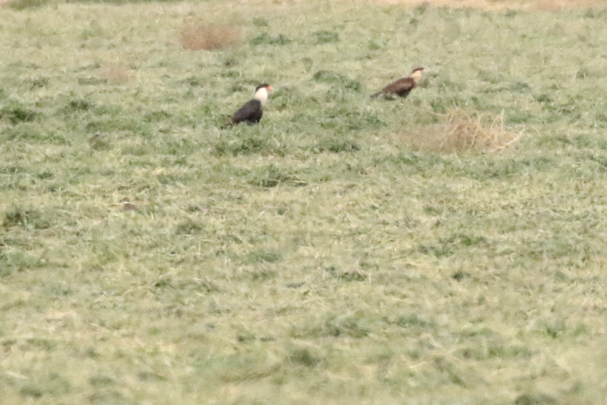 Crested Caracara (Northern) - ML77997651