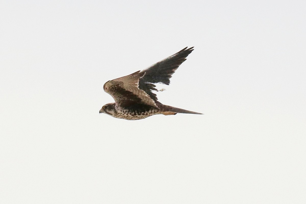 Prairie Falcon - ML77997701